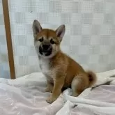 柴犬(標準サイズ)