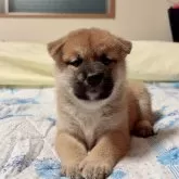 柴犬(標準サイズ)