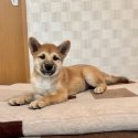 柴犬(標準サイズ)