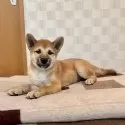 柴犬(標準サイズ)
