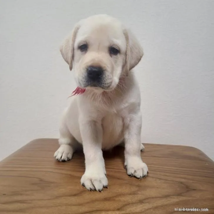 ID：2204-00748の子犬