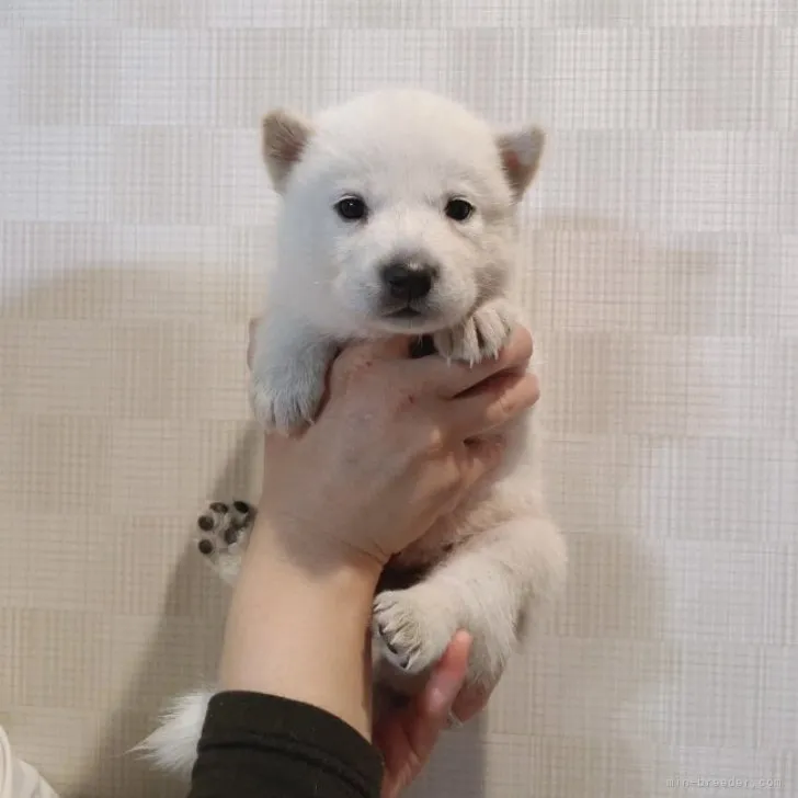N.U 様のお迎えした子犬