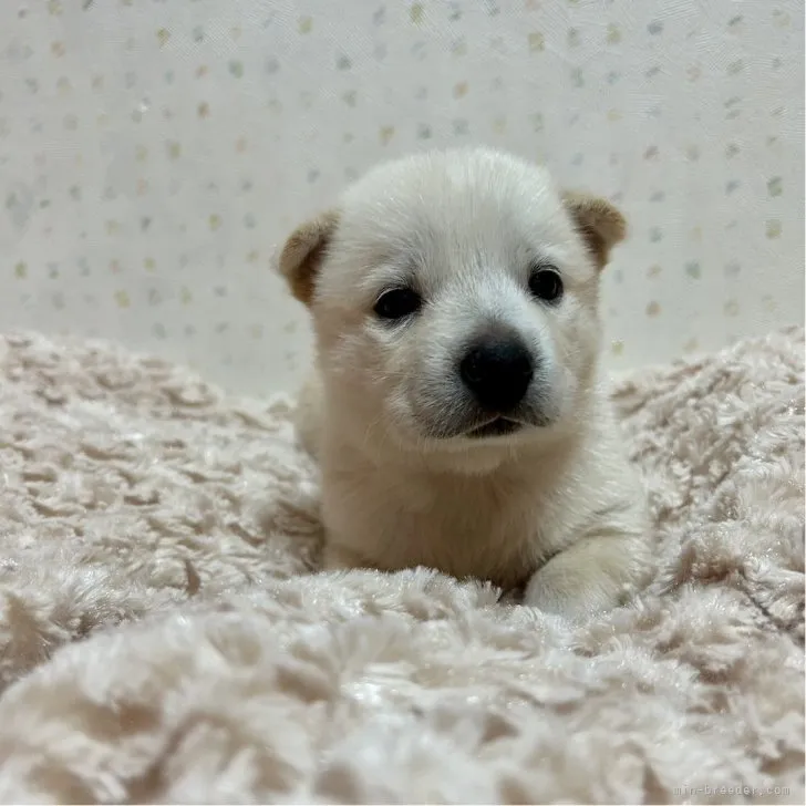 ID:2307-06660の子犬