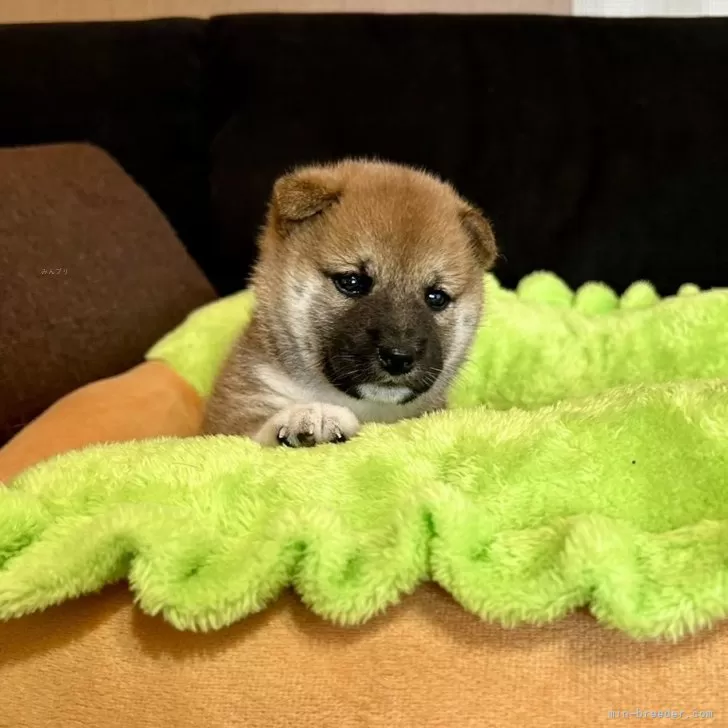 ID:2403-05495の子犬