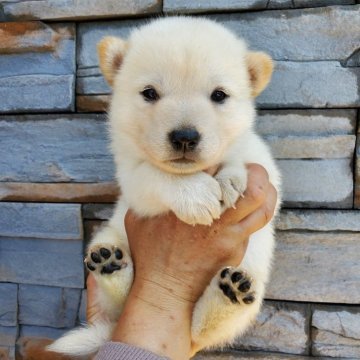 北海道犬【大阪府・男の子・2024年4月26日・白毛】の写真「とても可愛い子です(^^)」