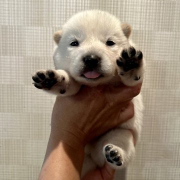 北海道犬【大阪府・男の子・2023年7月27日・白毛】の写真「とても可愛い子です(^^)」