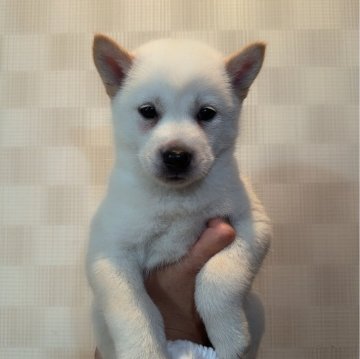 北海道犬【大阪府・男の子・2024年5月17日・白毛】の写真「とても可愛い子です(^^)」