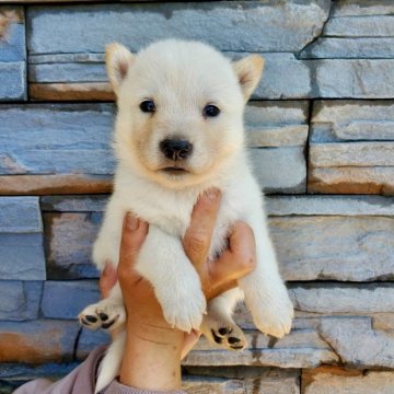北海道犬【大阪府・女の子・2024年4月26日・白毛】の写真「とても可愛い子です(^^)」