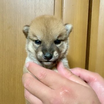 柴犬(豆柴)【大阪府・男の子・2024年8月14日・赤】の写真「大人しい性格でとても可愛いです(^^)」