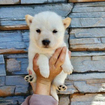 北海道犬【大阪府・女の子・2024年4月26日・白毛】の写真「とても可愛い子です(^^)」