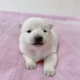 北海道犬【大阪府・男の子・2023年12月27日・白毛】の写真2