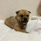 北海道犬【大阪府・男の子・2023年7月4日・赤毛】の写真3