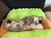 柴犬(標準サイズ)【大阪府・男の子・2024年3月9日・赤毛】の写真3