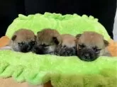 柴犬(標準サイズ)【大阪府・男の子・2024年3月9日・赤毛】の写真4