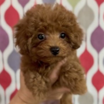 トイプードル(ティーカップ)【新潟県・女の子・2025年7月14日・レッドよりのアプリコット予想】の写真「マズルとボディーがギュッと詰まった激カワ姉妹💕」