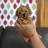 ティーカッププードル