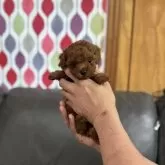ティーカッププードル