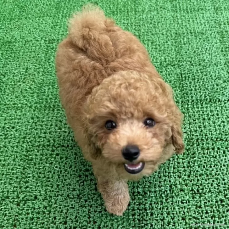 ID：2407-03021の子犬