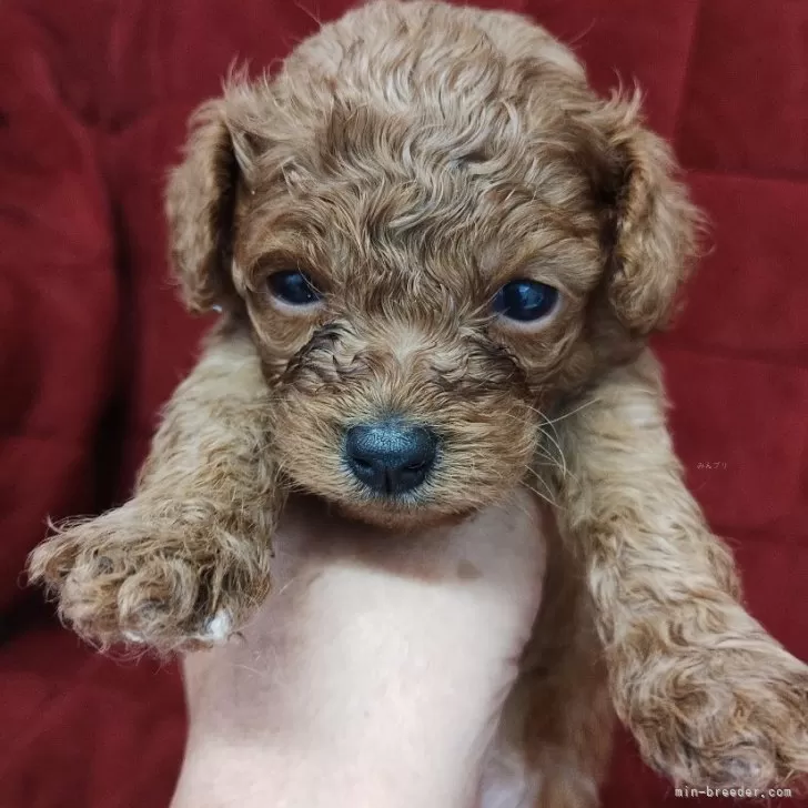 H.K 様のお迎えした子犬