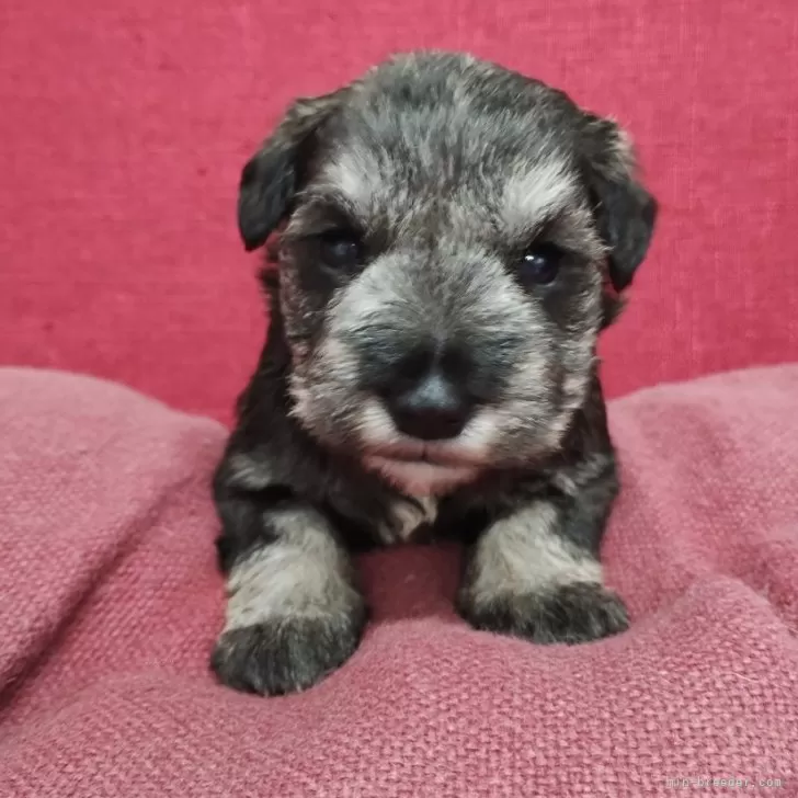 K.K 様のお迎えした子犬