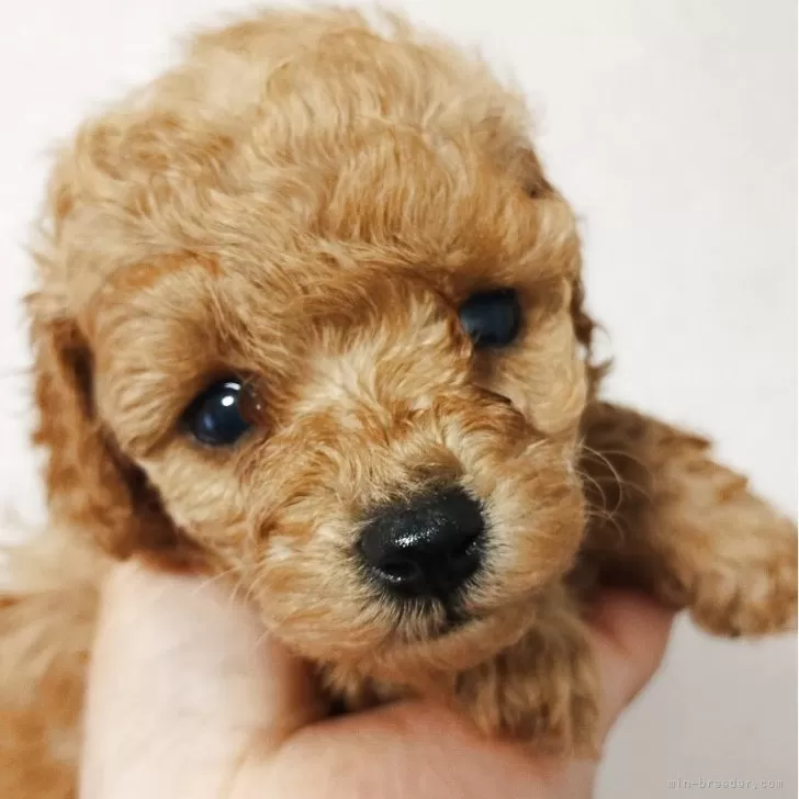 ID:2504-07586の子犬
