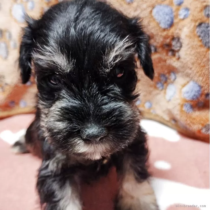 ID：2510-08505の子犬