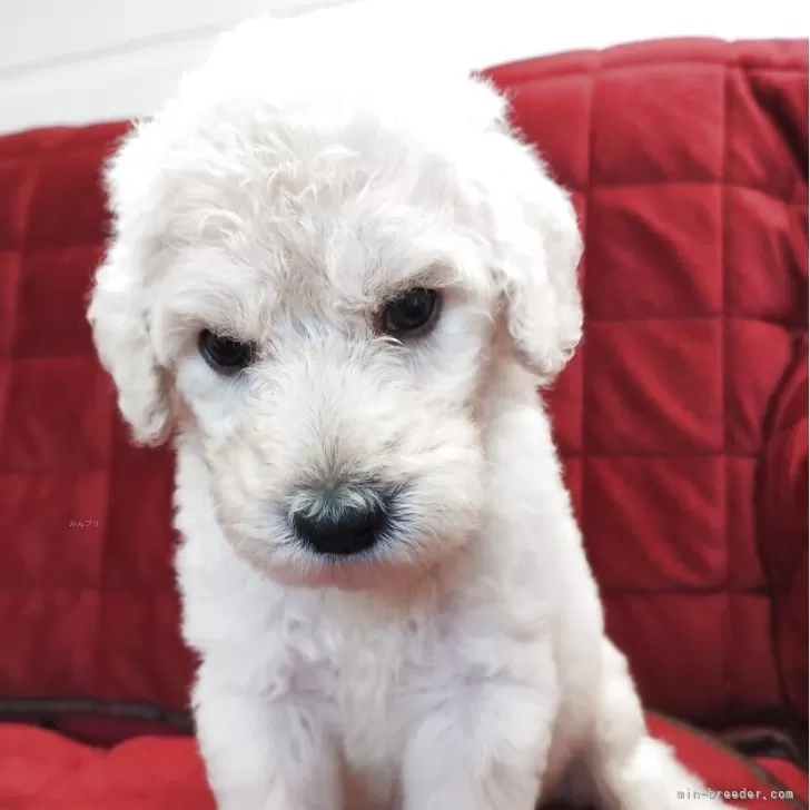 ID：2506-04429の子犬