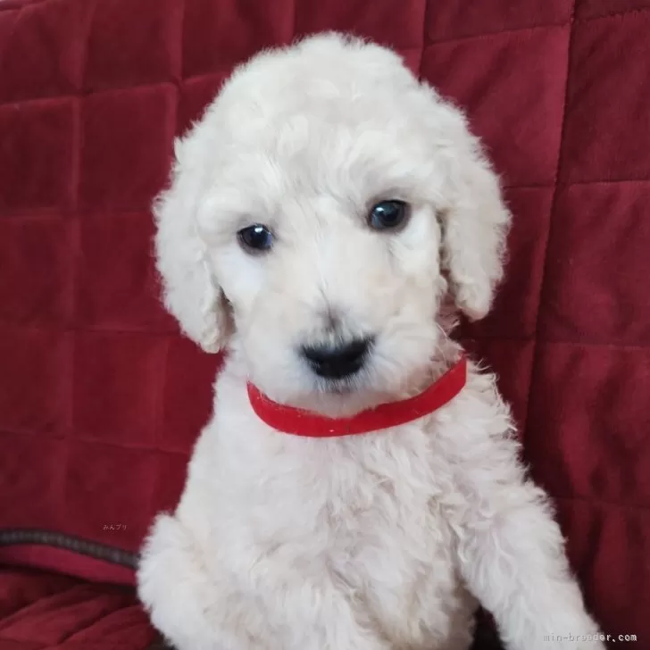 ID：2506-04106の子犬