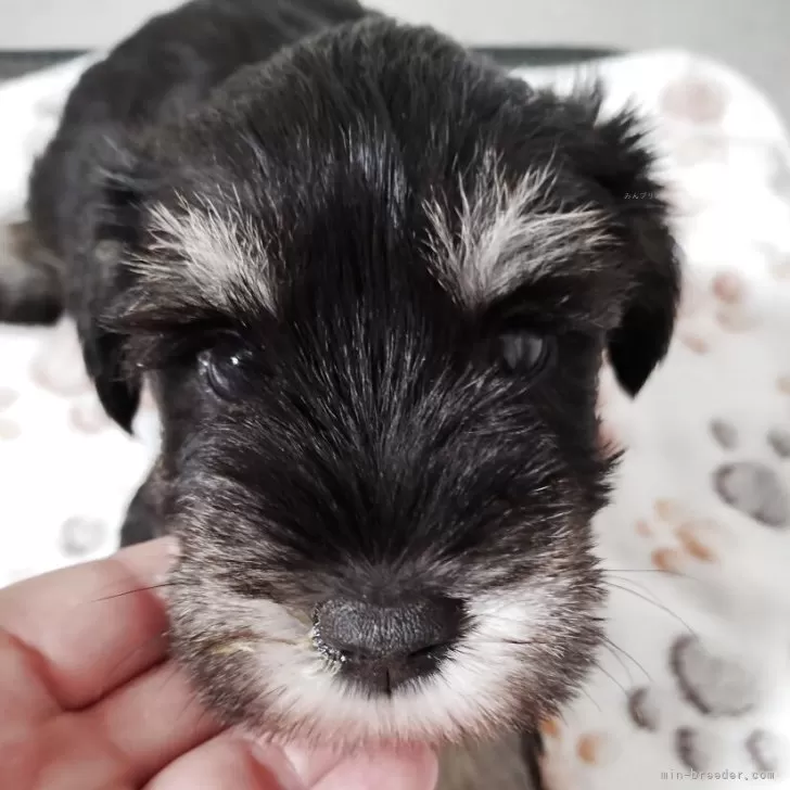 ID：2508-05127の子犬