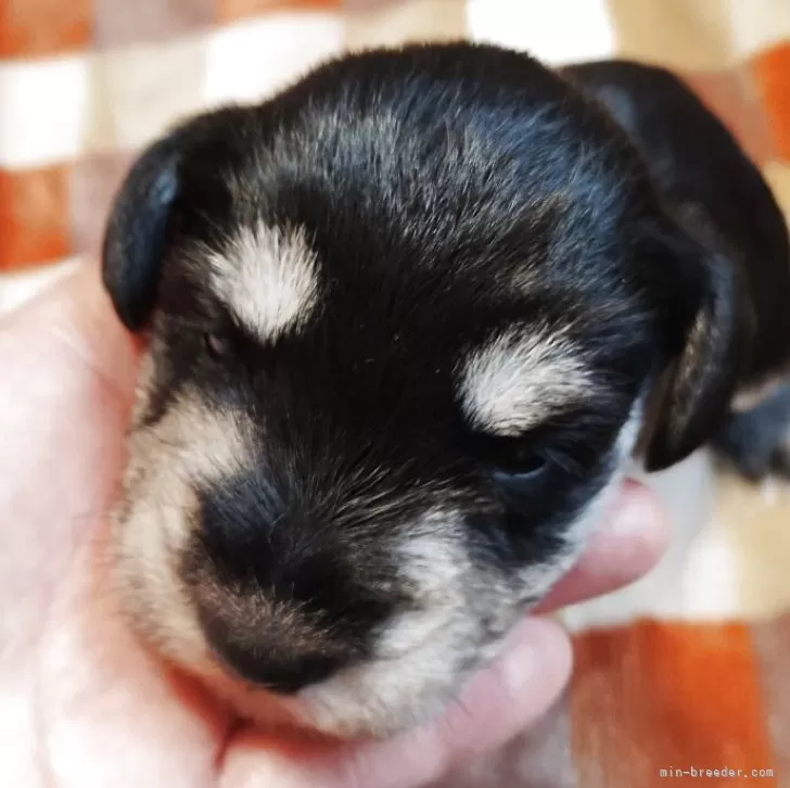 ID：2505-02201の子犬
