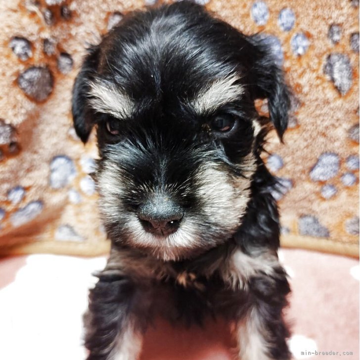 ブリーダー画像