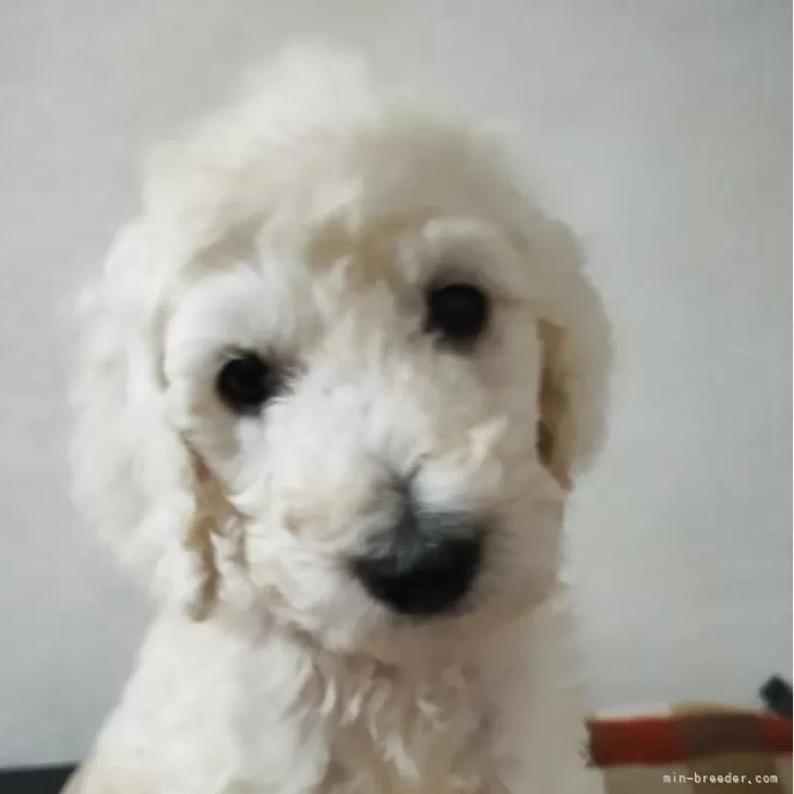 ID:2506-04285の子犬
