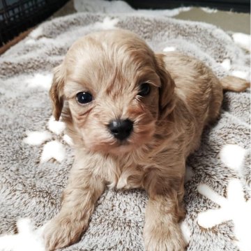 マルプー(トイプードル×マルチーズ)【福岡県・男の子・2025年11月16日・アプリコット】の写真「かわいいお顔してます」