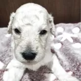 スタンダードプードル