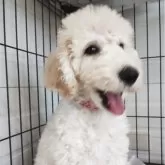 スタンダードプードル【福岡県・女の子・2025年6月26日・クリーム】の写真3