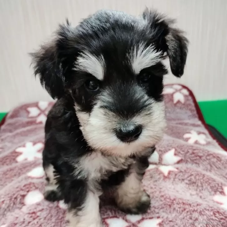 ID:2401-02313の子犬