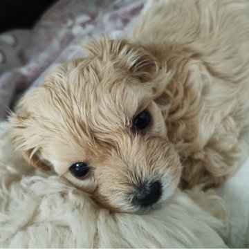 マルプー(マルチーズ×トイプードル)【福岡県・女の子・2024年4月20日・アプリコット】の写真「かわいいお顔してます🩷」