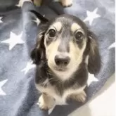 カニンヘンダックスフンド(ロング)【広島県・男の子・2025年7月21日・ブラックイエロー】の写真2