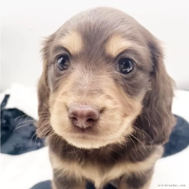 ID:2412-00173の子犬