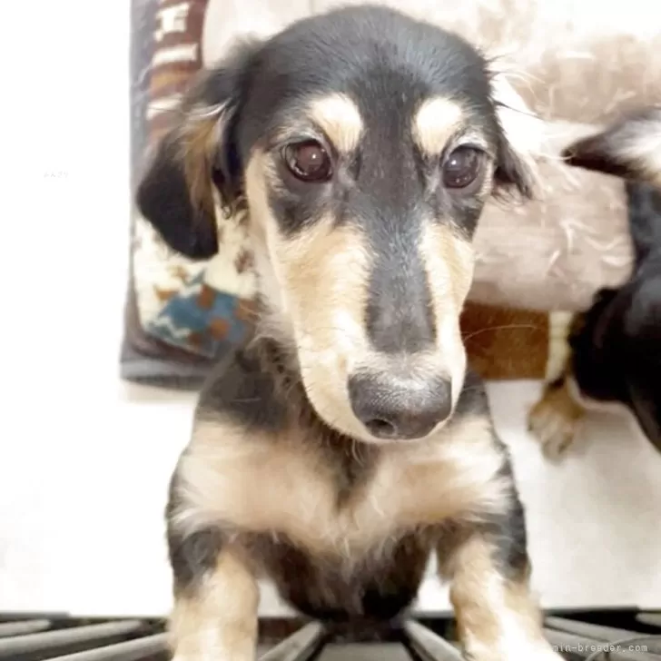 カニンヘンダックスフンド(ロング)【広島県・男の子・2025年7月21日・ブラックイエロー】の写真1