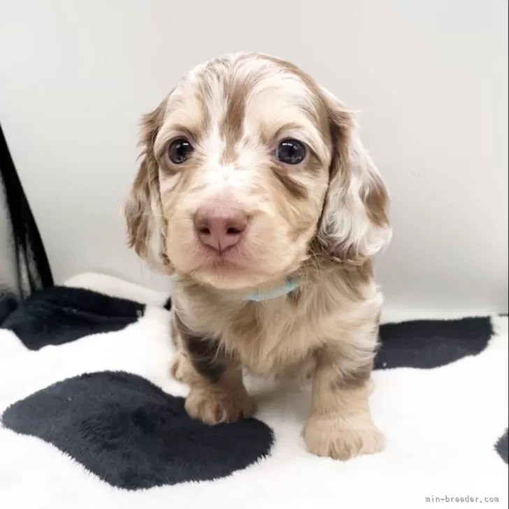 ID:2412-00171の子犬