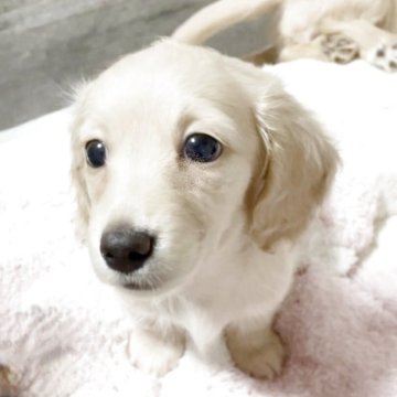 カニンヘンダックスフンド(ロング)【広島県・女の子・2025年7月21日・イエロー】の写真「甘えん坊さん💕可愛いお顔です🥰」