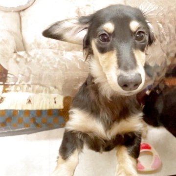 カニンヘンダックスフンド(ロング)【広島県・男の子・2025年7月21日・ブラックイエロー】の写真「甘えん坊さんです🥰」