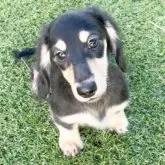 カニンヘンダックスフンド(ロング)【広島県・男の子・2025年7月21日・ブラックイエロー】の写真1