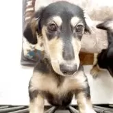 カニンヘンダックスフンド(ロング)【広島県・男の子・2025年7月21日・ブラックイエロー】の写真1