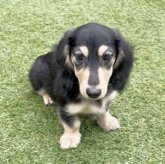 カニンヘンダックスフンド(ロング)