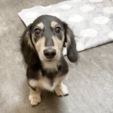 カニンヘンダックスフンド(ロング)