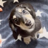 カニンヘンダックスフンド(ロング)