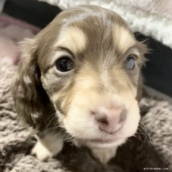ID:2404-01525の子犬