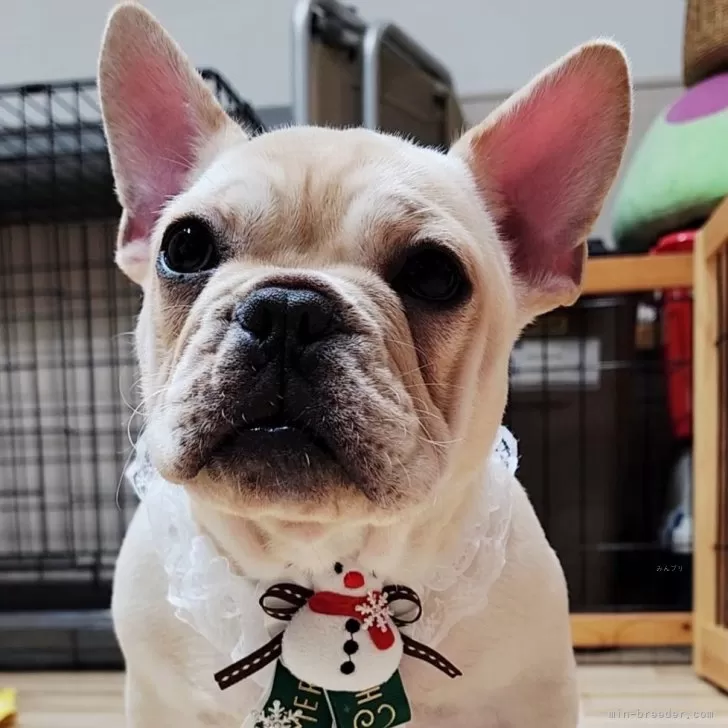 T.K 様のお迎えした子犬